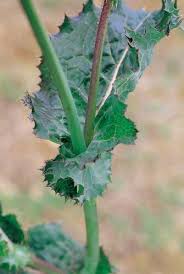 Attēlu rezultāti vaicājumam “Sonchus asper”