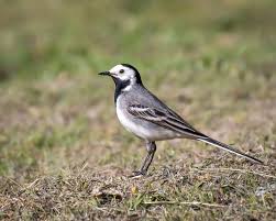 Image result for Motacilla alba