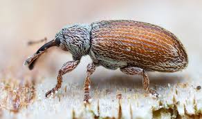 Attēlu rezultāti vaicājumam “Brachonyx pineti”