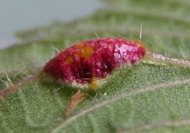 Attēlu rezultāti vaicājumam “Puccinia urticata”