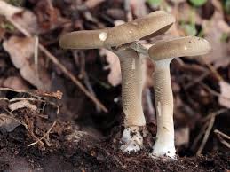 Attēlu rezultāti vaicājumam “Polyporus ciliatus”