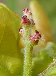 Attēlu rezultāti vaicājumam “Quercus robur male flower”