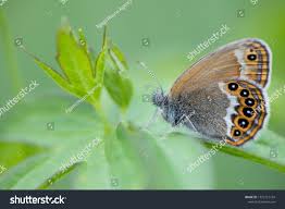 Attēlu rezultāti vaicājumam “Coenonympha hero”