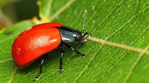 Attēlu rezultāti vaicājumam “Chrysomela populi”