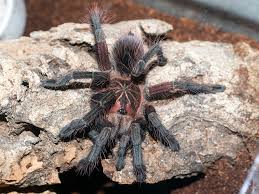 Attēlu rezultāti vaicājumam “Belbodamaeus sp.”