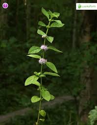 Attēlu rezultāti vaicājumam “Mentha x verticillata leaf”