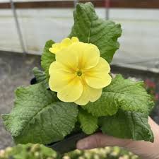 Attēlu rezultāti vaicājumam “Primula x polyantha flower”