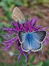 Attēlu rezultāti vaicājumam “Agrodiaetus damon underside”
