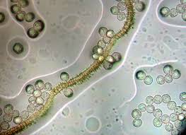 Attēlu rezultāti vaicājumam “Lycogala fuscoolearium young”