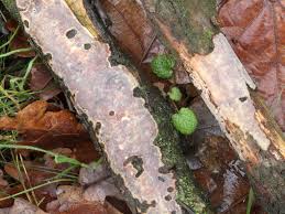 Attēlu rezultāti vaicājumam “Vuilleminia comedens”