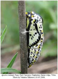 Attēlu rezultāti vaicājumam “Aporia crataegi pupa”