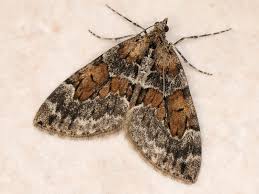 Attēlu rezultāti vaicājumam “Thera variata”