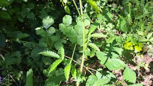 Attēlu rezultāti vaicājumam “Agrimonia eupatoria leaf”