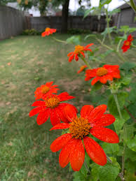 Image result for Tithonia rotundifolia
