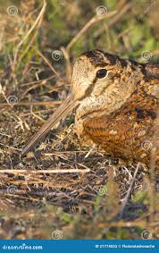 Attēlu rezultāti vaicājumam “Scolopax rusticola”