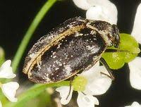 Attēlu rezultāti vaicājumam “Anthrenus scrophulariae”
