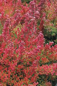 Attēlu rezultāti vaicājumam “Calluna vulgaris”