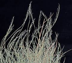 Attēlu rezultāti vaicājumam “Nardus stricta”