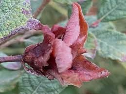 Attēlu rezultāti vaicājumam “Rabdophaga degeeri”