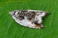 Attēlu rezultāti vaicājumam “Ancylis laetana”