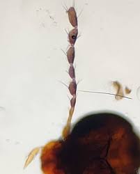 Attēlu rezultāti vaicājumam “Scaphisoma sp.”