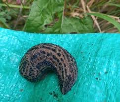 Attēlu rezultāti vaicājumam “Limax maximus”