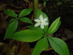 Attēlu rezultāti vaicājumam “Trientalis europaea leaf”