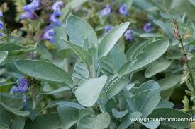 Image result for Salbei