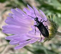 Attēlu rezultāti vaicājumam “Meloidae”