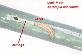 Attēlu rezultāti vaicājumam “Acrolepiopsis assectella”