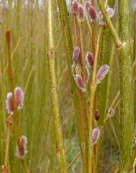 Attēlu rezultāti vaicājumam “Salix daphnoides subsp. acutifolia”