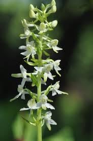 Attēlu rezultāti vaicājumam “Platanthera bifolia flower”