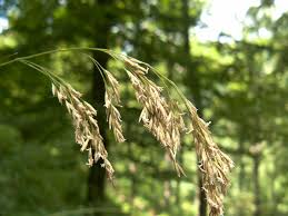 Attēlu rezultāti vaicājumam “Festuca altissima”