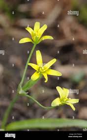 Attēlu rezultāti vaicājumam “Gagea lutea flower”