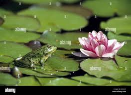 Attēlu rezultāti vaicājumam “Ranidae”