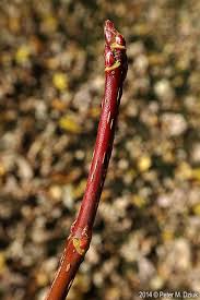 Attēlu rezultāti vaicājumam “Acer saccharinum bud”