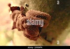 Attēlu rezultāti vaicājumam “Encoelia furfuracea”