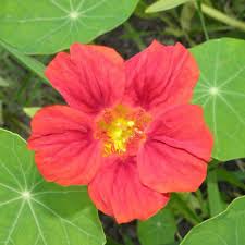 Image result for Tropaeolum minus