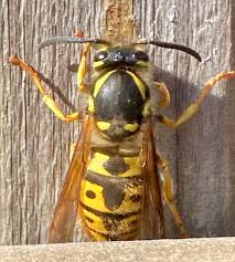 Attēlu rezultāti vaicājumam “Vespula germanica”