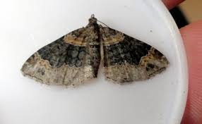 Attēlu rezultāti vaicājumam “Xanthorhoe ferrugata”