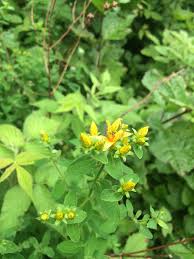 Attēlu rezultāti vaicājumam “Hypericum maculatum leaf”