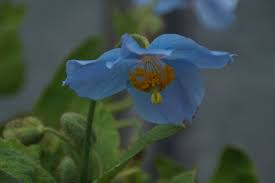 Image result for Scheinmohn