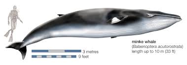 Image result for Balaenoptera borealis