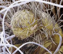 Attēlu rezultāti vaicājumam “Anthrenus sp. larva”