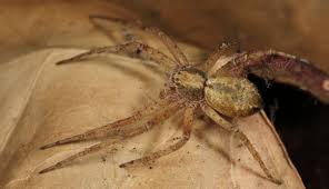 Attēlu rezultāti vaicājumam “Philodromus sp.”