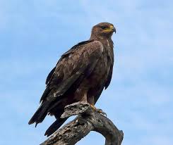 Картинки по запросу малый