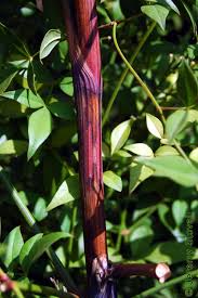 Attēlu rezultāti vaicājumam “Berberidaceae”