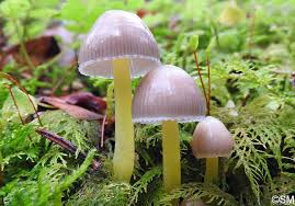Attēlu rezultāti vaicājumam “Mycena viscosa”