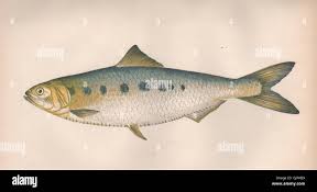 Image result for Alosa fallax