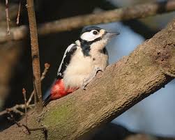 Attēlu rezultāti vaicājumam “Dendrocopos major female”
